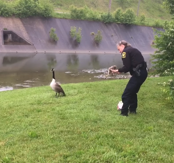 Mommy Goose Kept Pecking Cop Until He Decided To Follow Her...And Found Her Trapped Baby