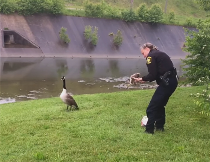 Mommy Goose Kept Pecking Cop Until He Decided To Follow Her…And Found Her Trapped Baby