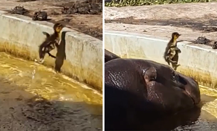 Hippos Help Lost Duckling Get Out Of Pond And Find His Mommy