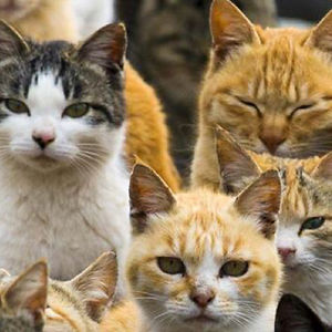 deedeedarmawan avatar