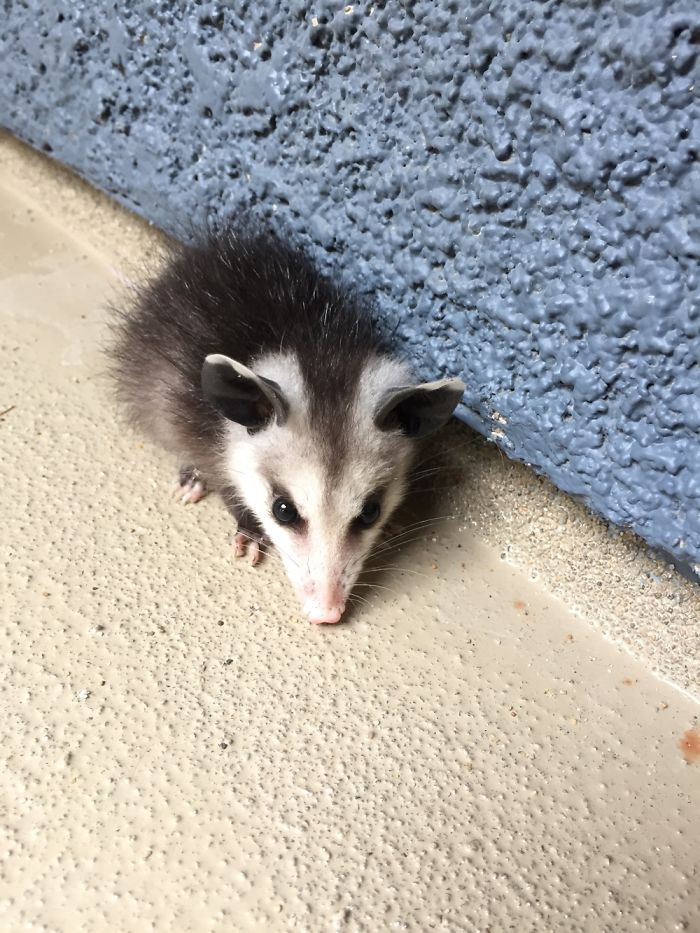 This Little Possum Was Wondering Around My Apartment Complex So I Saved Him