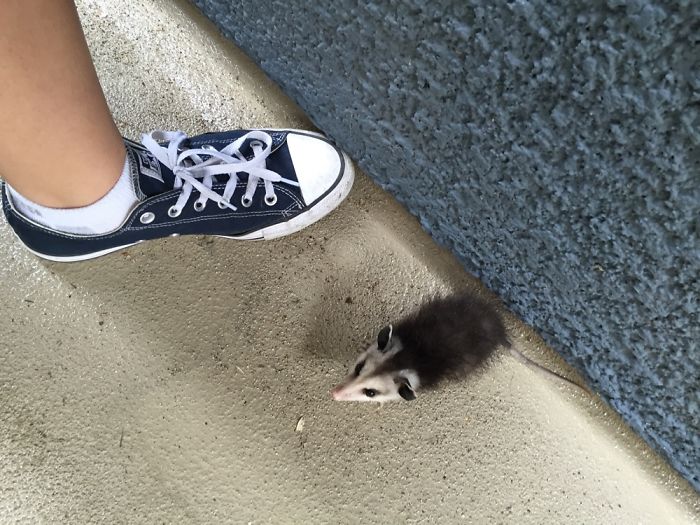 This Little Possum Was Wondering Around My Apartment Complex So I Saved Him