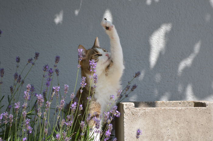 My Cat Being Happy Catching Bees