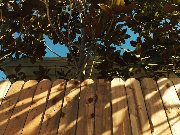 Iphone Photography #1