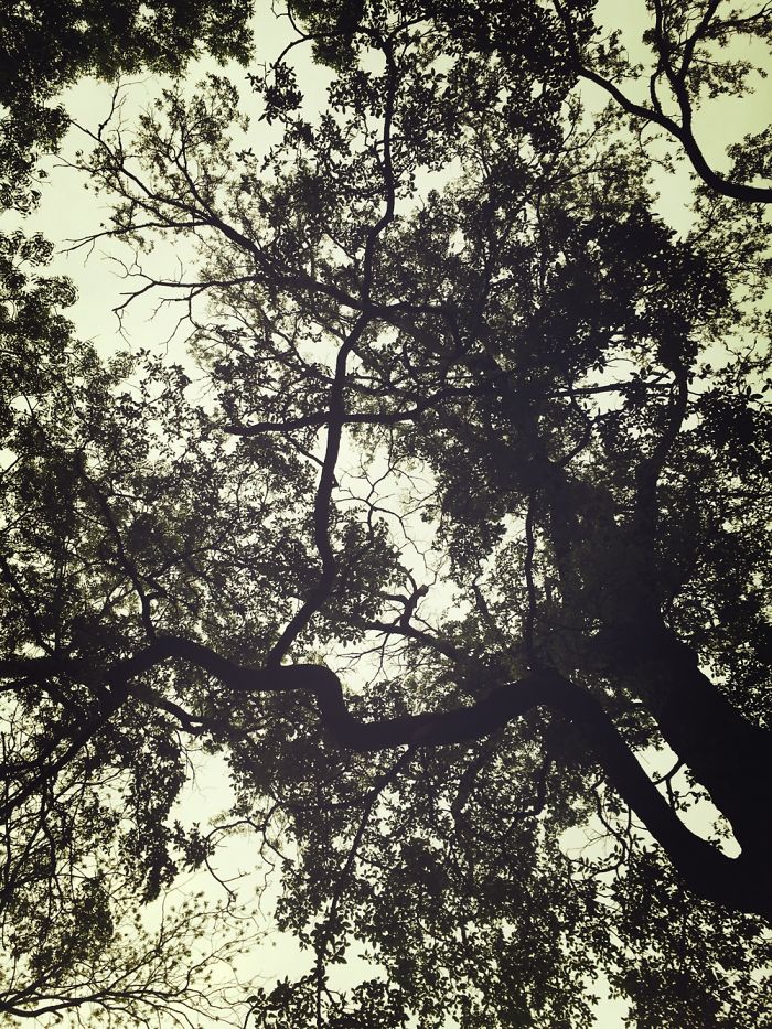 Iphone Photography #1