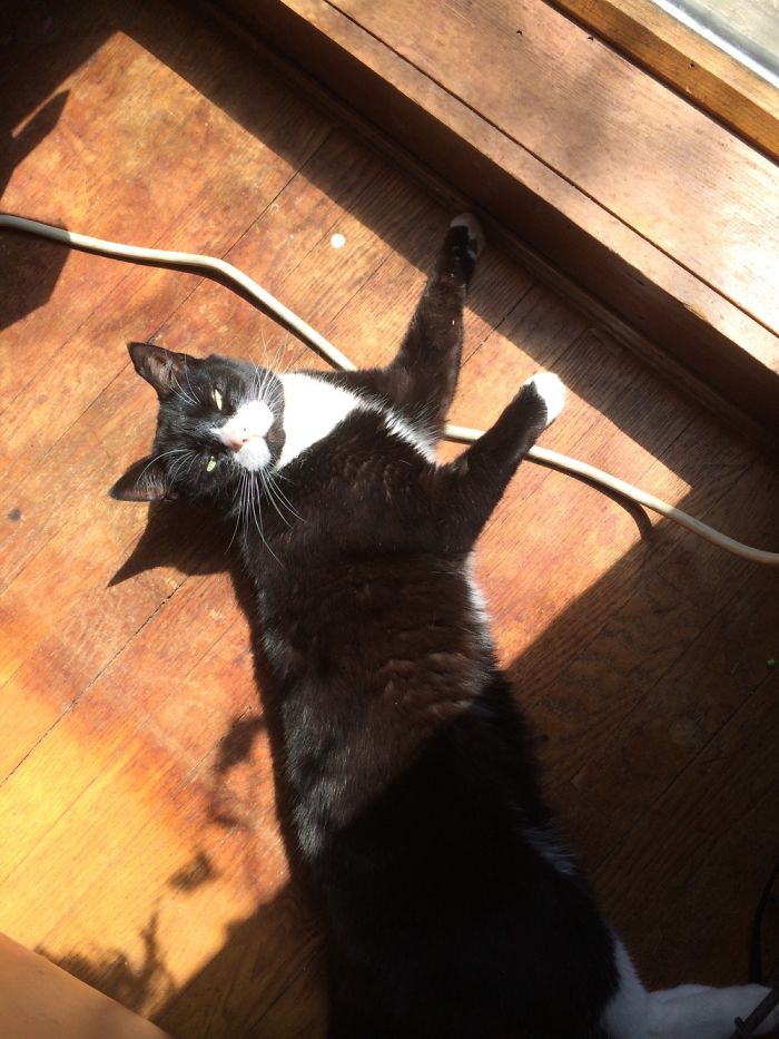 Milky Way Thinks Life Cant Get Any Better Than When He's Laying In The Sun