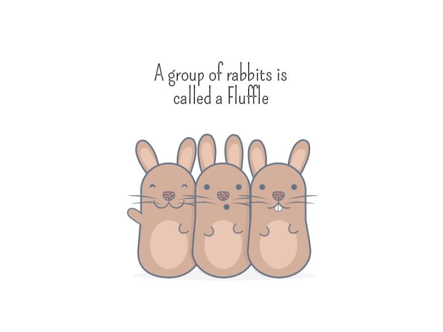 Rabbit Animal Fact Of The Day!