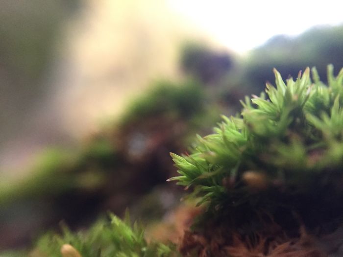 I Use Macro Lens On My iPhone To Explore The World In A Different Way