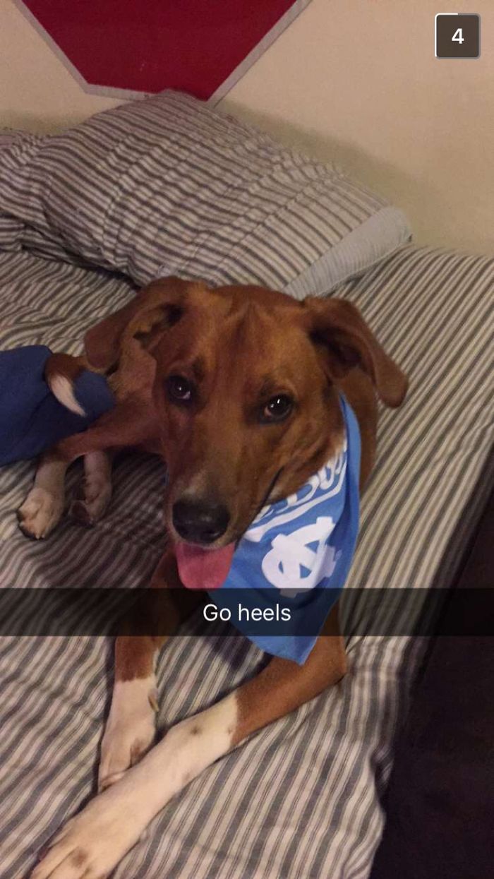 Frat Dog's Social Life At Unc