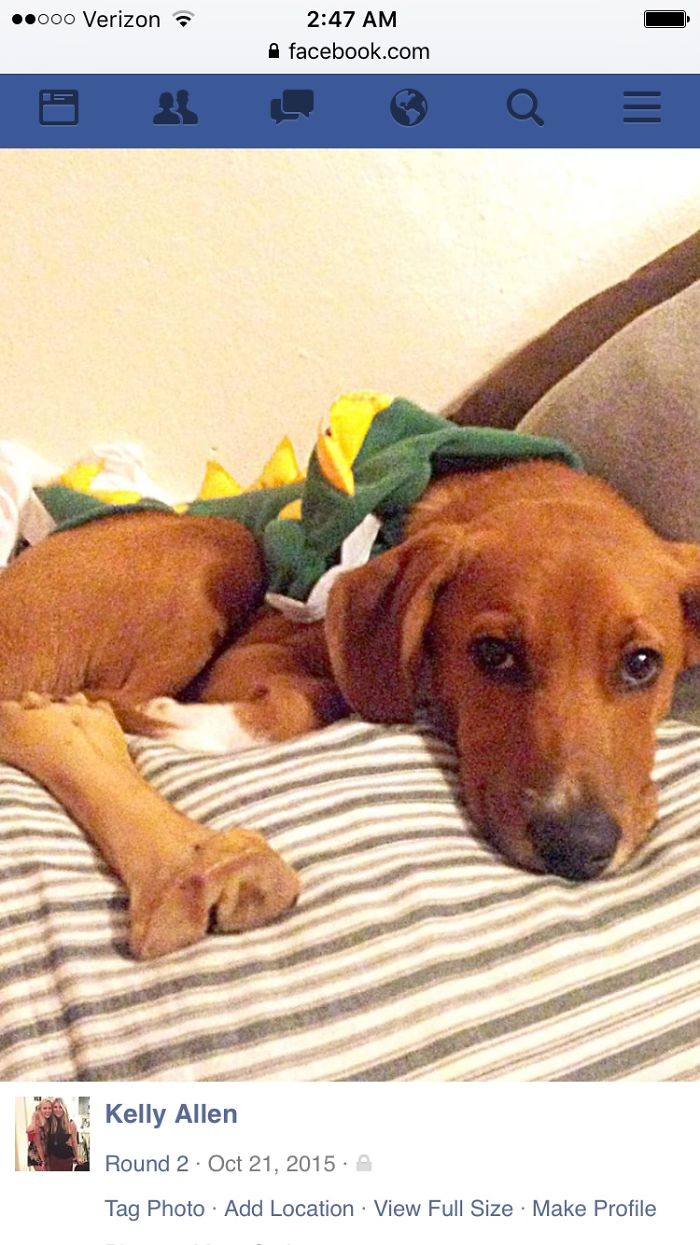 Frat Dog's Social Life At Unc
