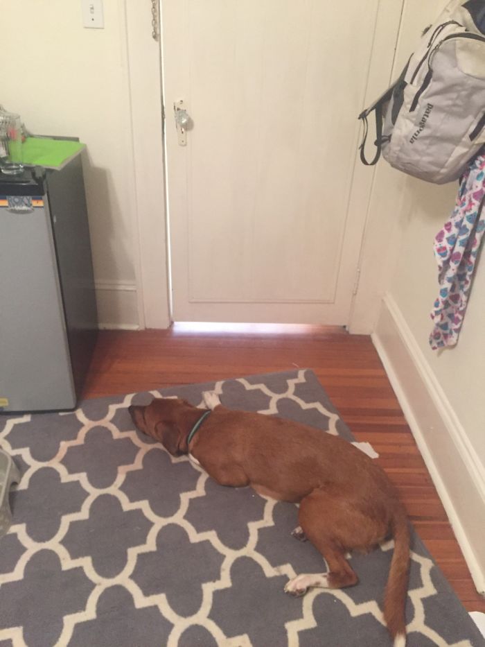 Frat Dog's Social Life At Unc
