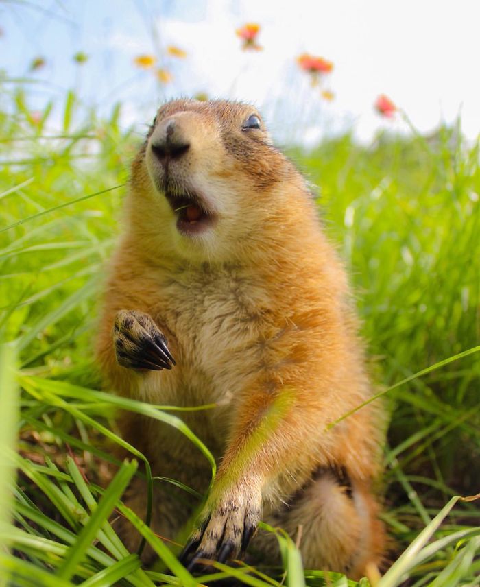 These Adorable Prairie Dogs Love To Spend Time With Their Animal Friends
