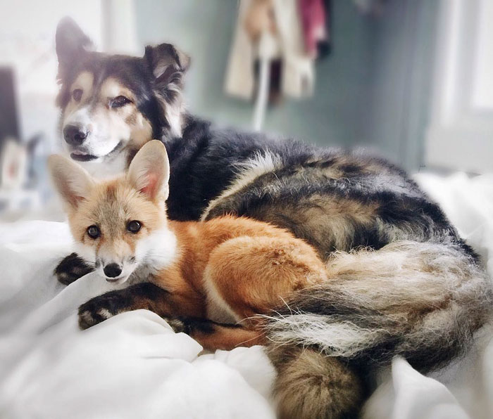 juniper-pet-fox-dog-friendship-moose-1