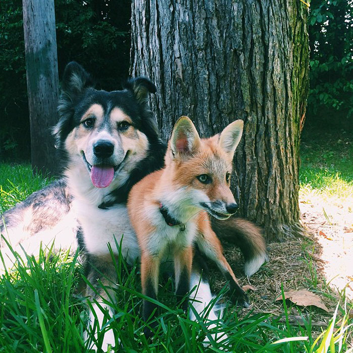 juniper-pet-fox-dog-friendship-moose-9