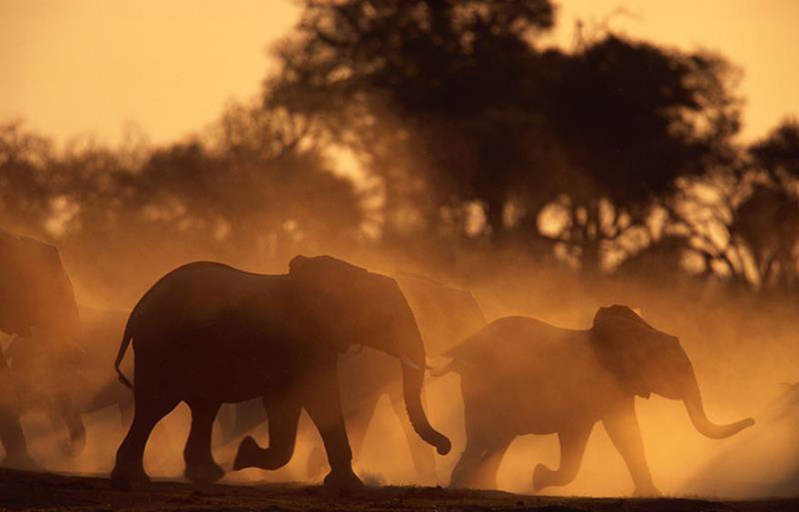 kenya-burns-ivory-elephant-rhino-poaching-a10