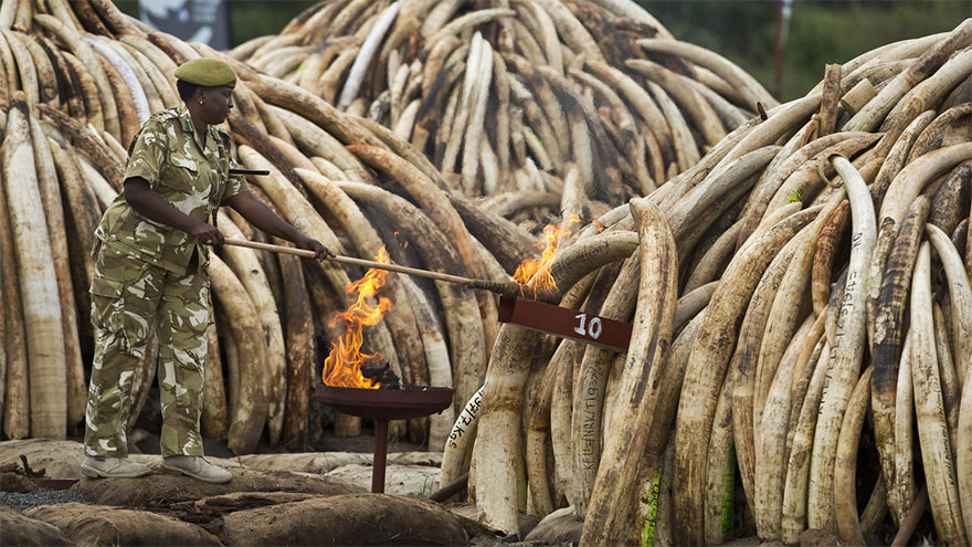 kenya-burns-ivory-elephant-rhino-poaching-a17