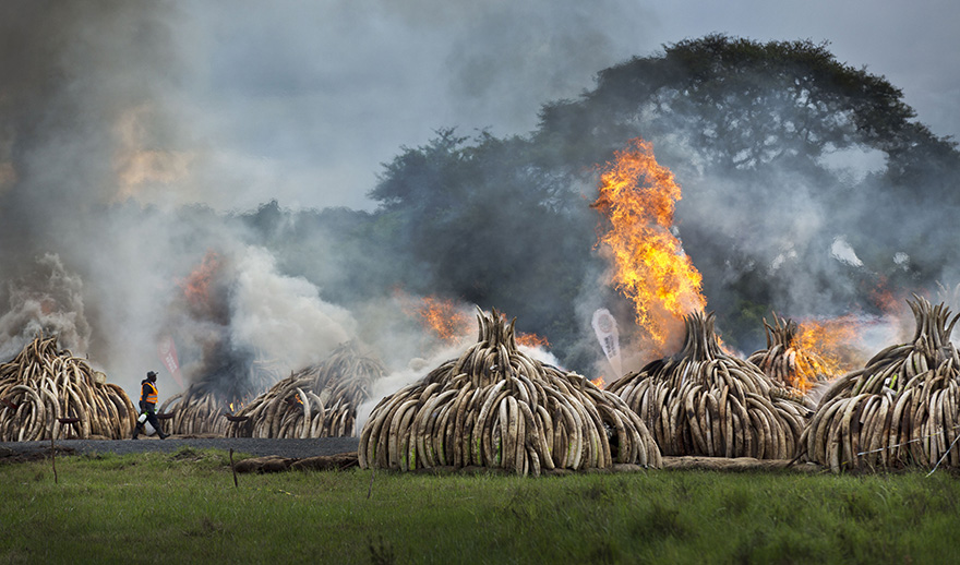 kenya-burns-ivory-elephant-rhino-poaching-a8
