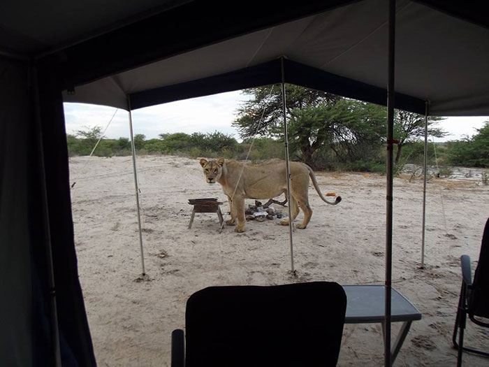 lions-lick-tent-francie-francisca-lubbe-botswana-8