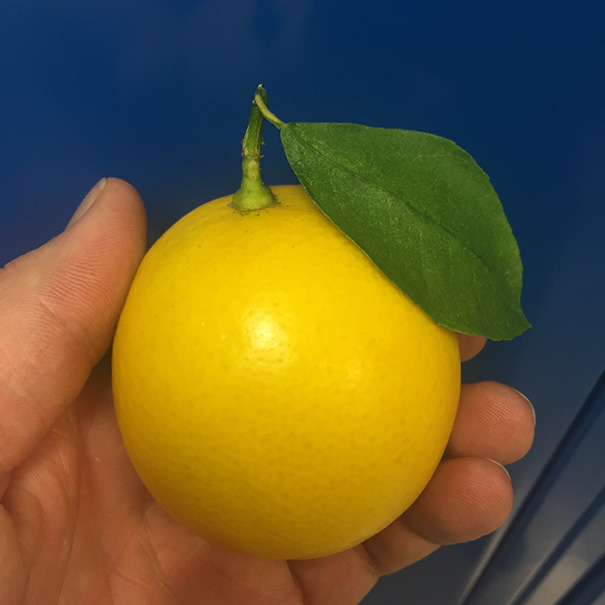 A Very Attractive Lemon