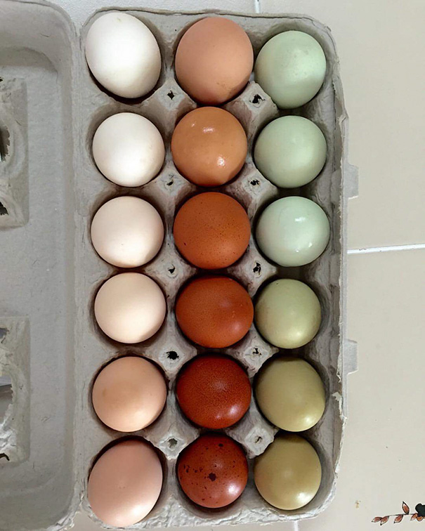 My Aunt's Chickens Laid A Satisfying Palette Of Eggs