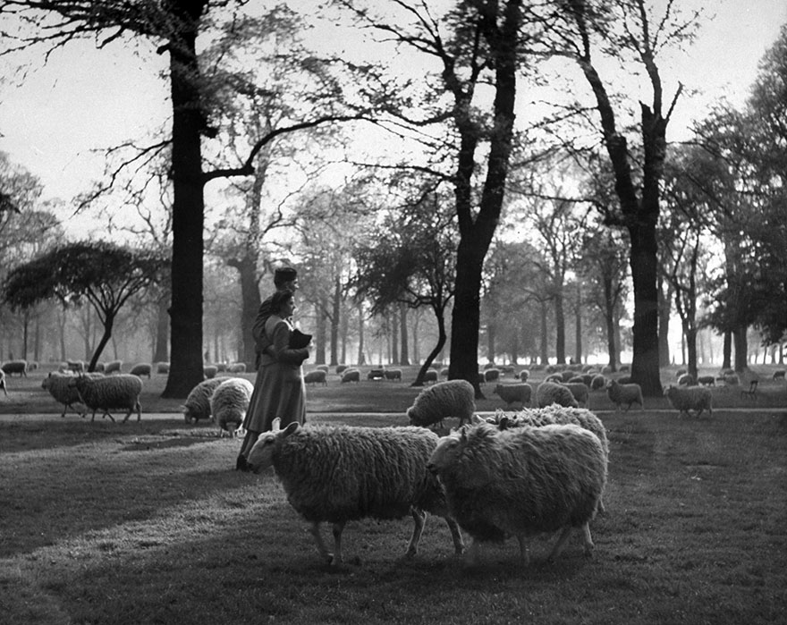 A GI And His Girl Walk Arm-In-Arm Among The Sheep In Kensington Gardens, London, 1945