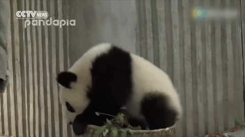 pandas-basket-leaves-sichuan-china-2