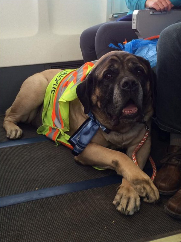 Airlines Break Their Own Rules So Pets Can Escape Fires