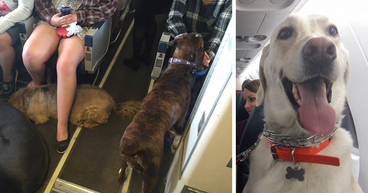 sending a pet on a plane