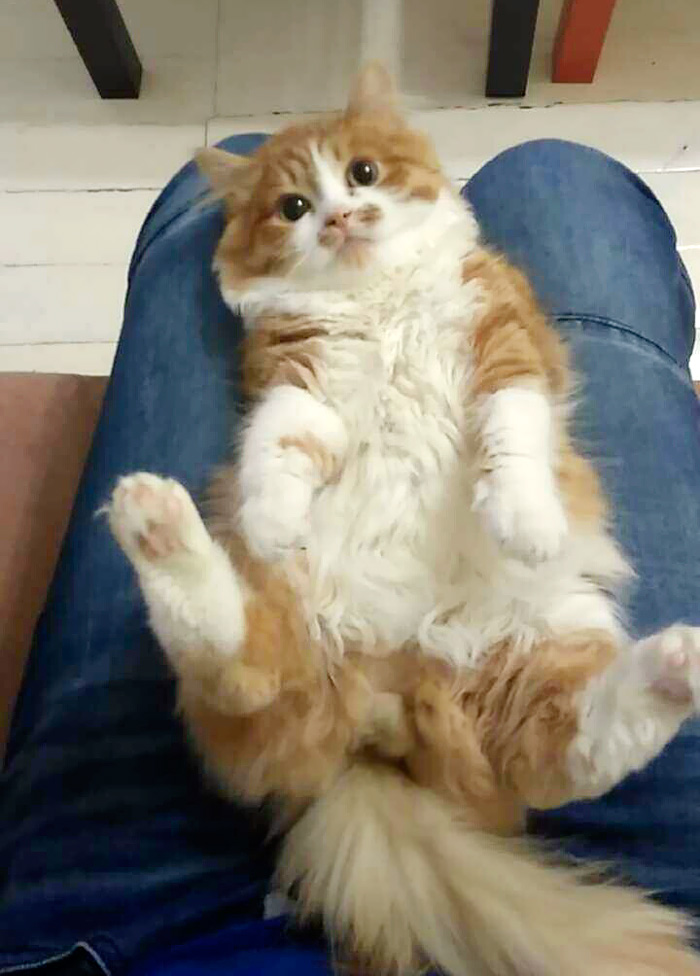 My Friends Were Traveling, And I Was Babysitting Their Cute Cat - Look How Happy He Is!