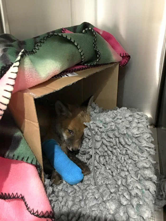 "Dead" Baby Fox Is Brought Back To Life By A Loving Man