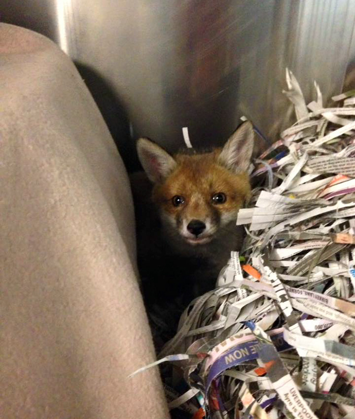 "Dead" Baby Fox Is Brought Back To Life By A Loving Man