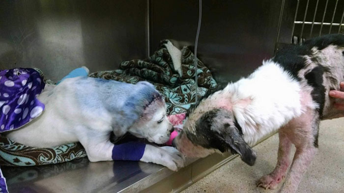 Rescue Dog Comforts His Injured Friend Who's Been Through Hell Just Like Him