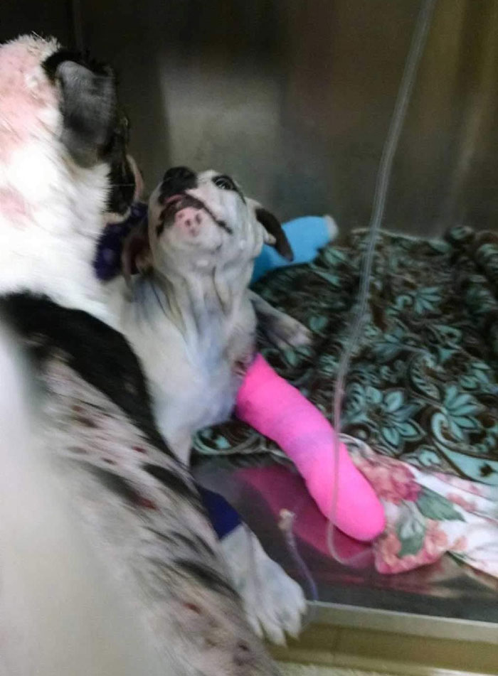 Rescue Dog Comforts His Injured Friend Who's Been Through Hell Just Like Him