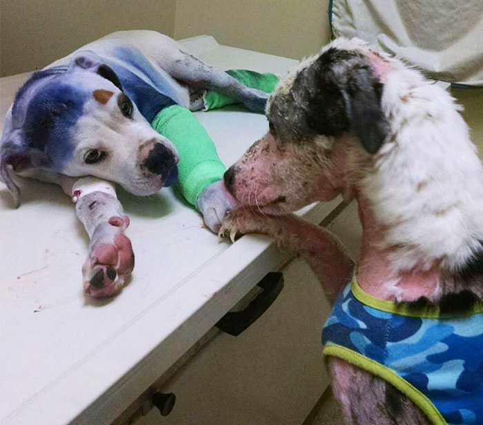 Rescue Dog Comforts His Injured Friend Who’s Been Through Hell Just Like Him