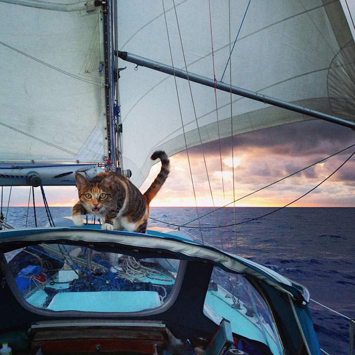 sailing-cat-travelling-world-liz-clark-14