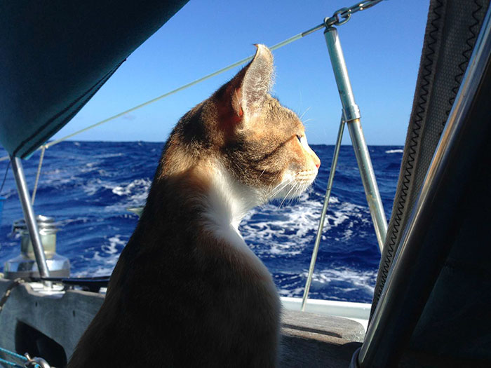 Woman Quits Her Job And Sails Around The World With Her Rescue Cat