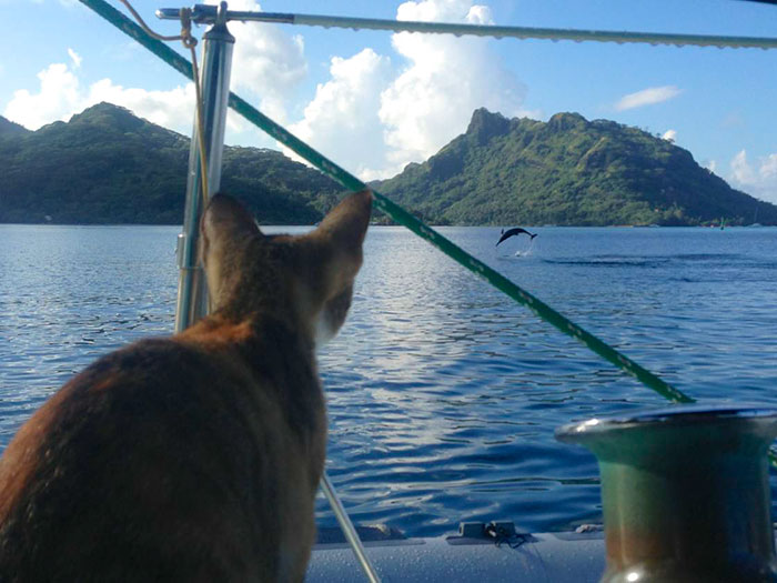 sailing-cat-travelling-world-liz-clark-19