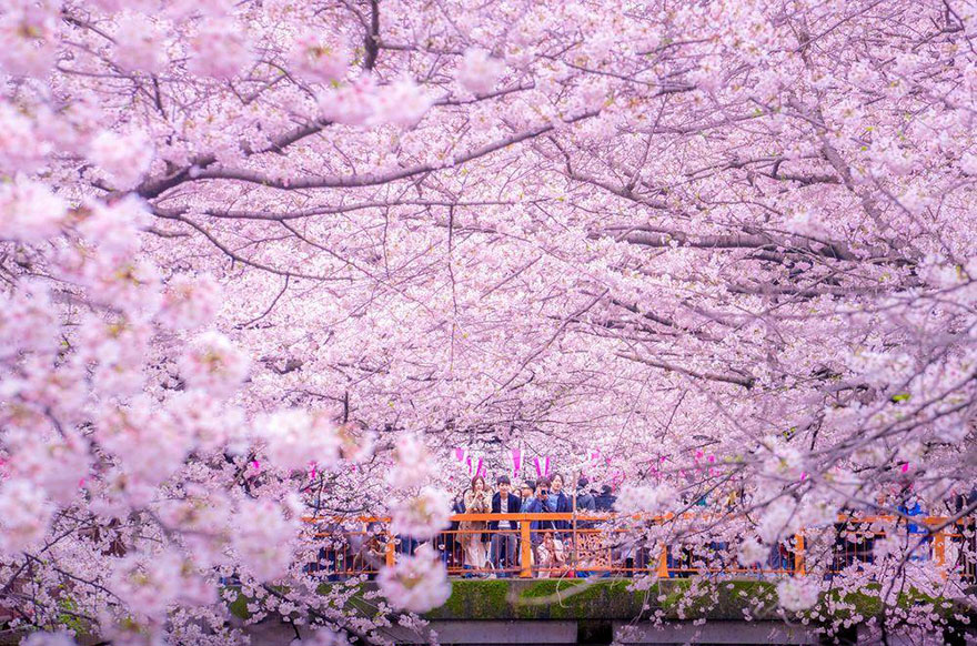 sakura-cherry-blossom-drone-photography-danilo-dungo-japan-1