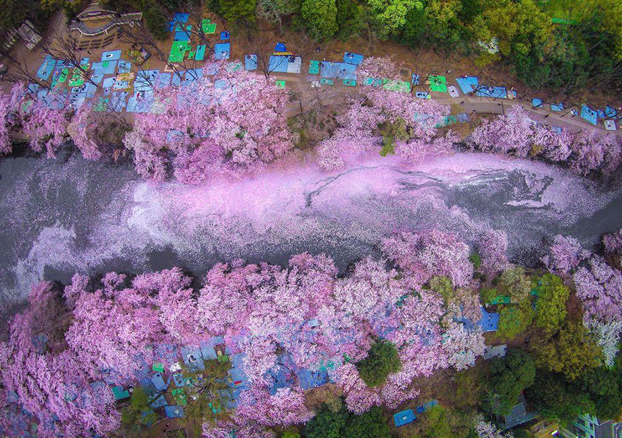Cherry Blossoms Paint A Lake Purple Making Tokyo Look Like A Fairytale