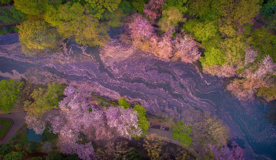 Cherry Blossoms Paint A Lake Purple Making Tokyo Look Like A Fairytale