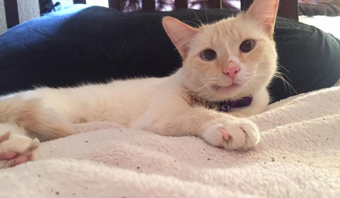 Rescue Cat Turns Broken Jaw Into Gorgeous Smile