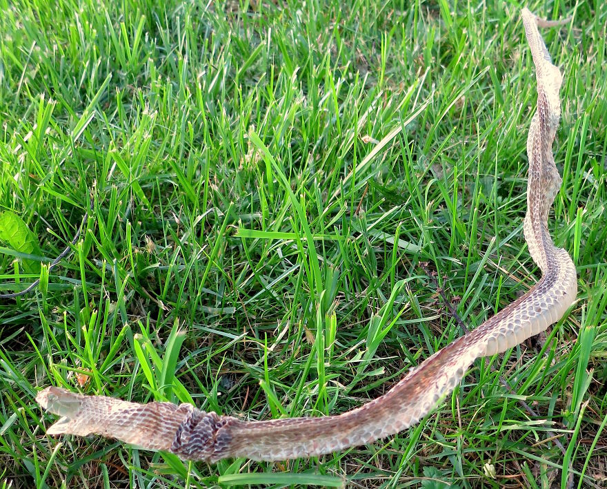 I Found This Snakeskin On My Farm