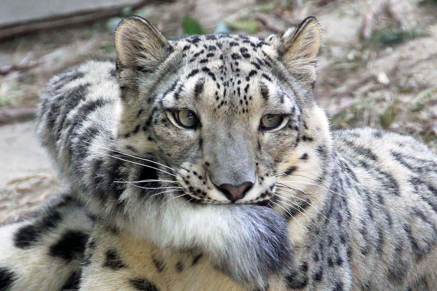 Snow Leopards Love Nomming On Their Fluffy Tails (12 Pics)