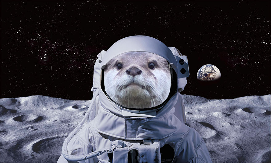 Space Otter