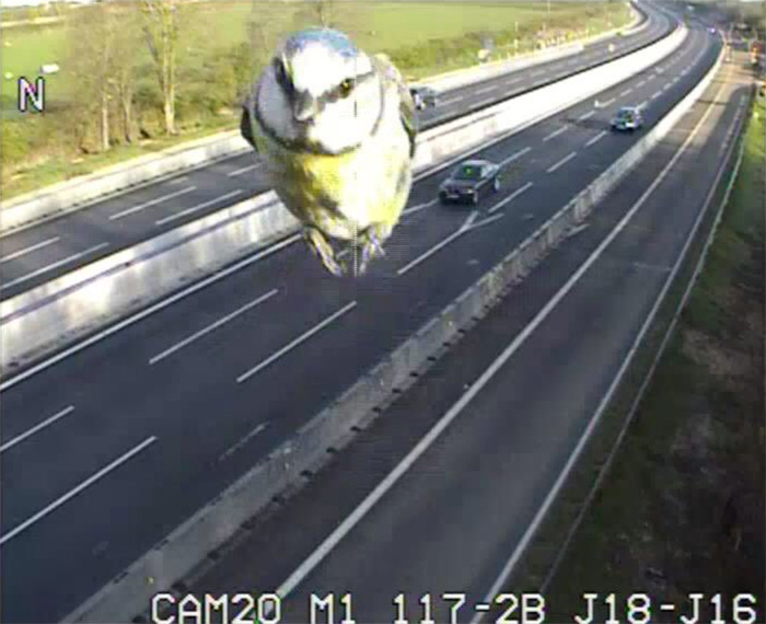 Traffic Camera Captures Speeding Blue Tit on UK Motorway