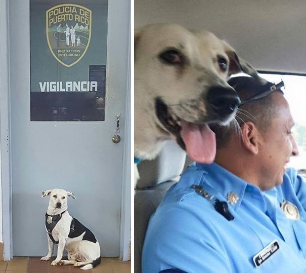 Stray Dog Walks Into Police Station, Gets A Job