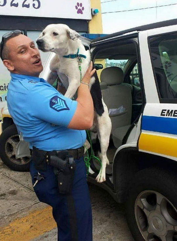 stray-dog-adopted-police-gorgi-bayamon-puerto-rico-16