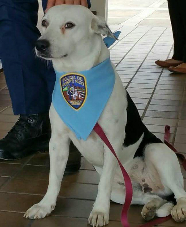 stray-dog-adopted-police-gorgi-bayamon-puerto-rico-6