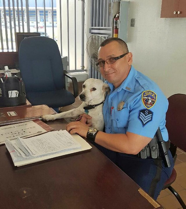 stray-dog-adopted-police-gorgi-bayamon-puerto-rico-8