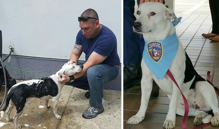 Stray Dog Walks Into Police Station, Gets A Job
